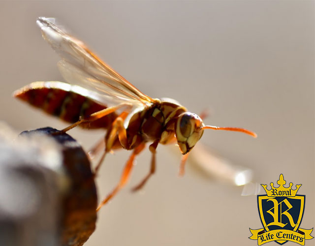 wasp spray meth - meth - methamphetamine